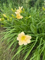 IMG_3704.jpeg