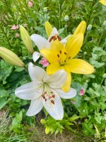 IMG_1015.jpeg