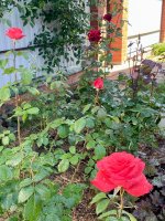 IMG_0974.jpeg