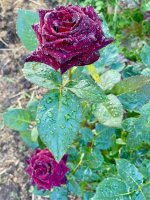 IMG_0972.jpeg