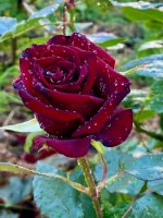 IMG_0970.jpeg