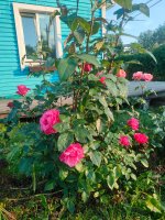 IMG20260712200218.jpg