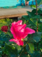 IMG20260712200239.jpg