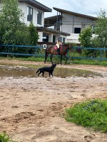 IMG_9294.jpeg