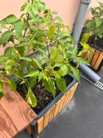 IMG_9642.jpeg