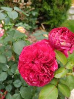 IMG_20260713_112937.jpg