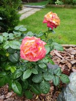 IMG_20260713_112955.jpg