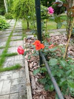 IMG_20260713_114017.jpg
