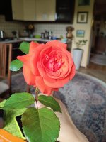 IMG_20260713_121718.jpg