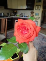 IMG_20260713_121713.jpg