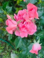 IMG20260714210909.jpg