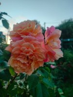IMG20260714211116.jpg