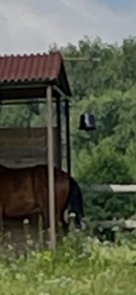IMG_1222.png