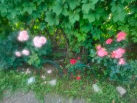 IMG20260715164305.jpg