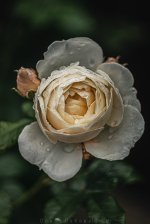 IMG_3686.jpg