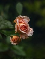 IMG_3684.jpg