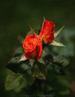 IMG_3706.jpg