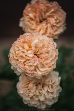 IMG_3697.jpg