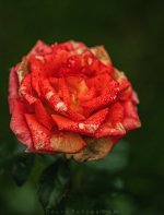 IMG_3709.jpg