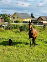 IMG_9371.jpeg