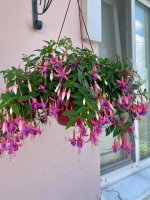 IMG_0983.jpeg