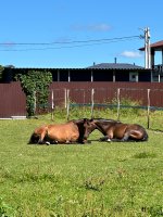IMG_9379.jpeg