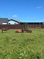 IMG_9382.jpeg