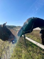 IMG_9736.jpeg