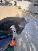 IMG_6484.jpeg