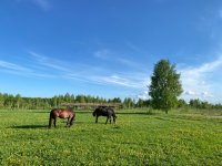 IMG_4609.jpeg