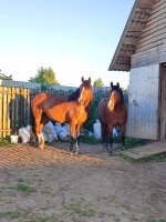 IMG_20260717_204722.jpg