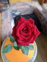 IMG_20260715_095716.jpg