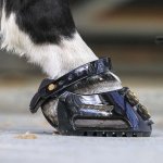Cavallo-sideviewscootboot_600x_5d745384-bd87-4e29-a186-4a4e3826e769.jpeg