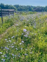IMG_1297.jpeg