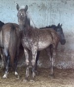 IMG_9632.jpeg
