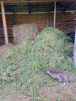 IMG_1356.jpeg
