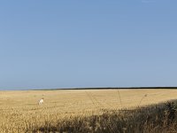 IMG_20260720_075547.jpg