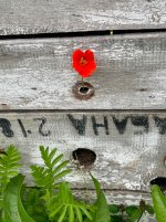 IMG_1439.jpeg