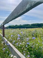 IMG_1421.jpeg