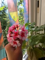 IMG_20260720_113554.jpg