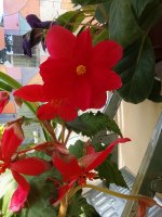 IMG_20260727_135120.jpg