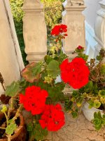 IMG_1485.jpeg