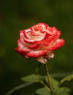 IMG_3682.jpg