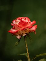 IMG_3680.jpg