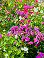IMG_9544.jpeg