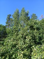 IMG_20260730_085804.jpg
