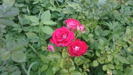 IMG_20260718_172836.jpg