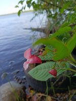IMG_20260731_161820.jpg
