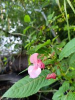 IMG_20260731_161829.jpg