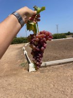 IMG_4486.jpeg